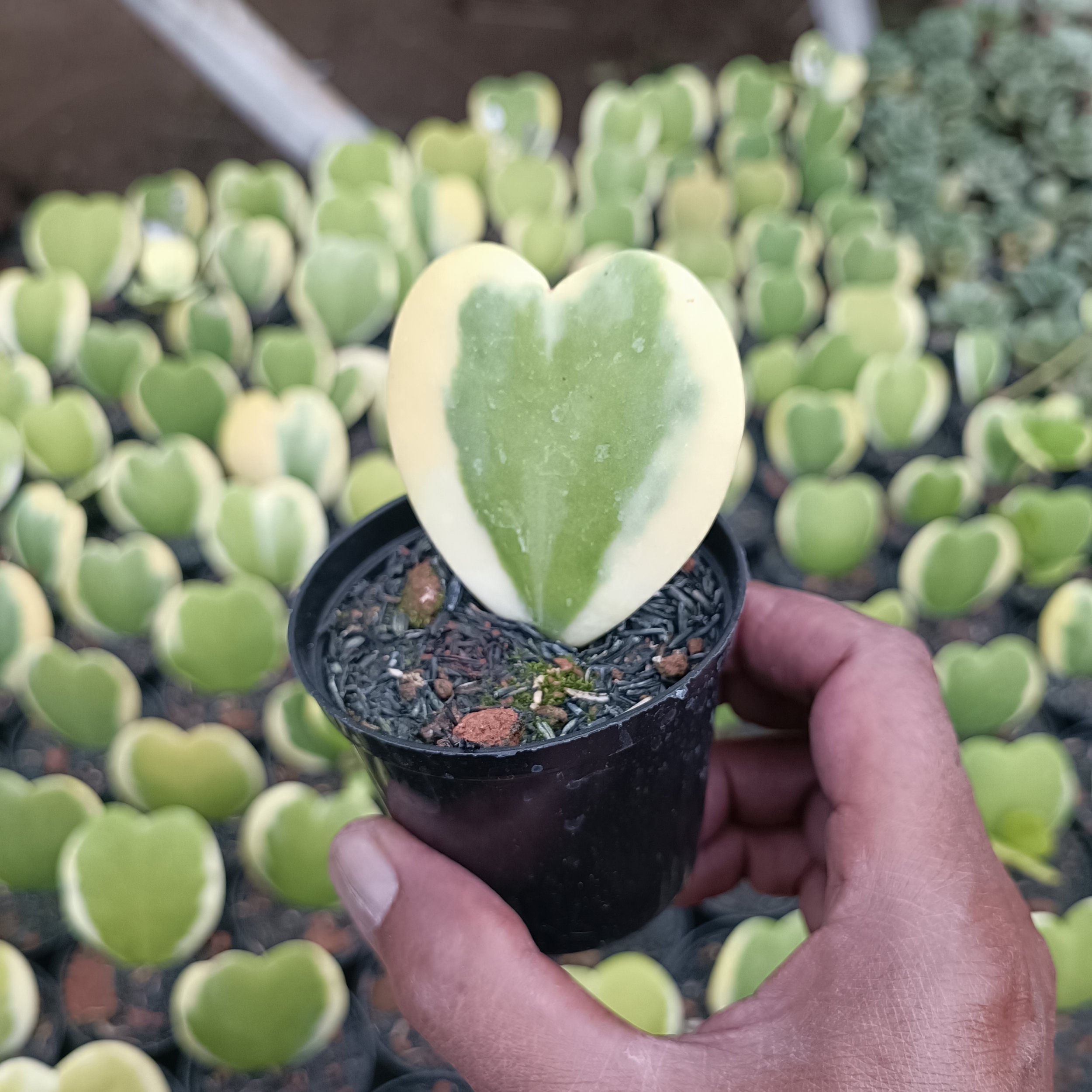 2459. Hoya Heart Keri Varigated - Image 4