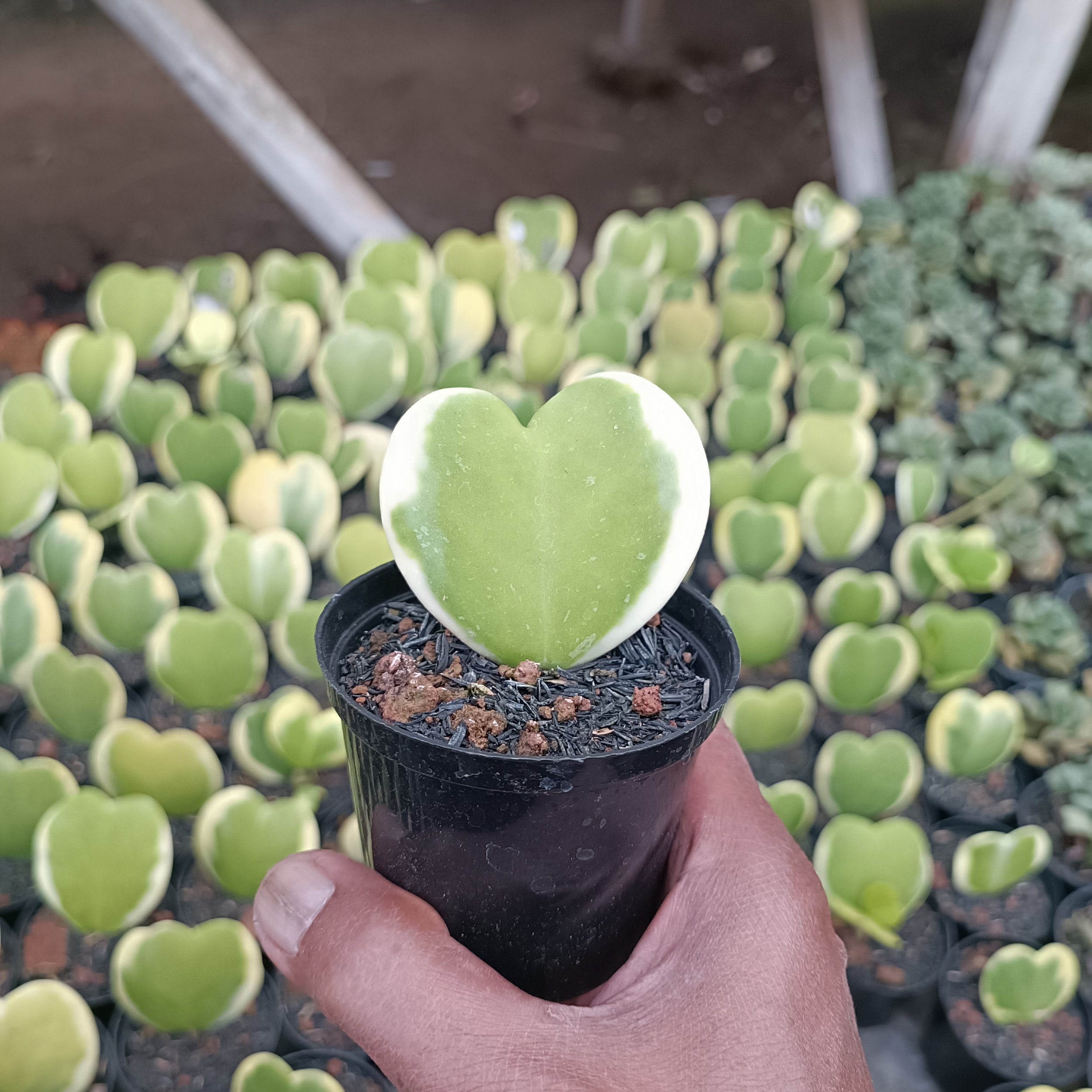 2459. Hoya Heart Keri Varigated - Image 5