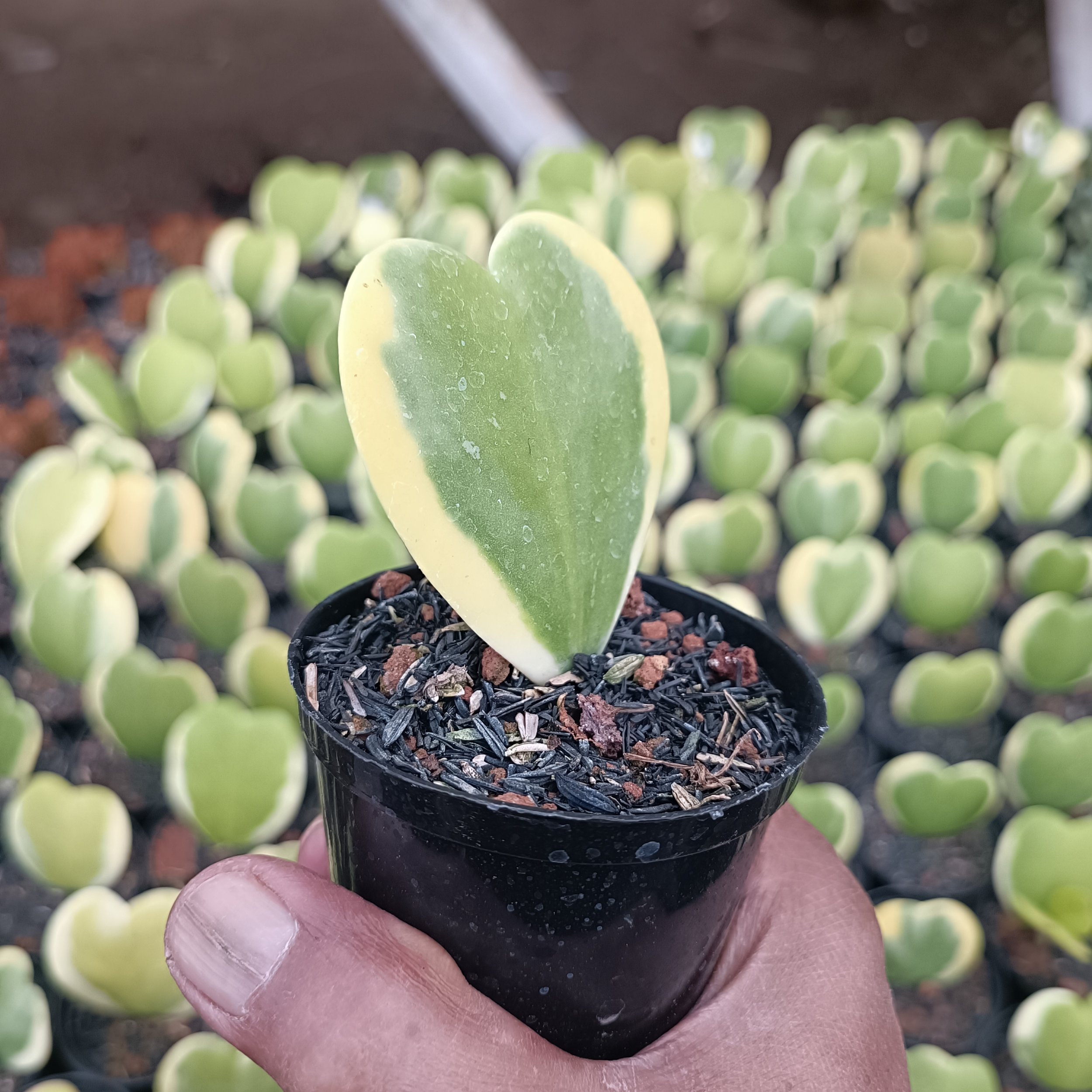 2459. Hoya Heart Keri Varigated - Image 6