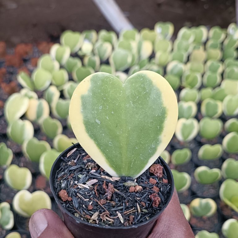 2459. Hoya Heart Keri Varigated