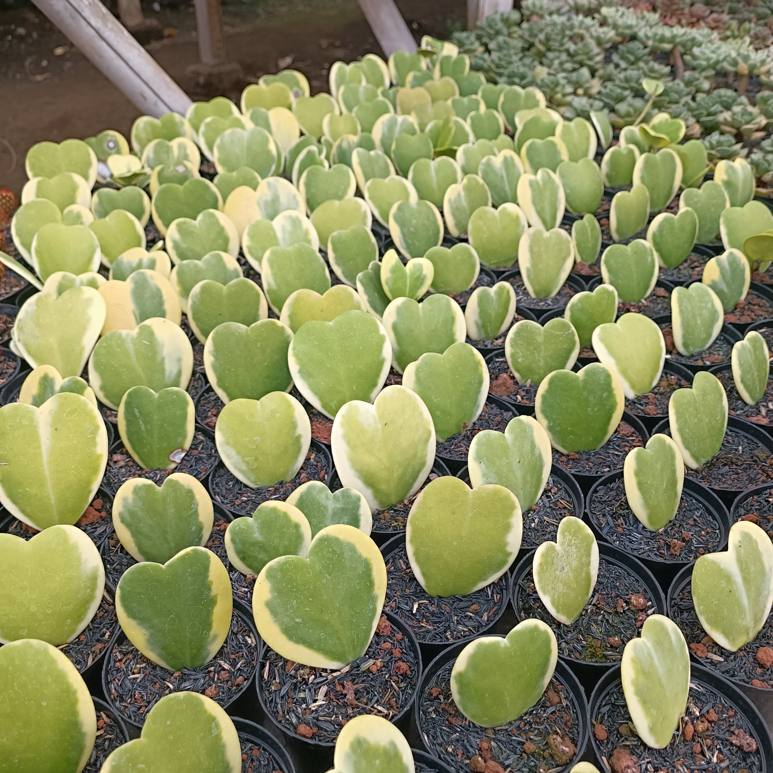 2459. Hoya Heart Keri Varigated - Image 7