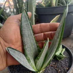 2452. Sanseveria Morgenstern
