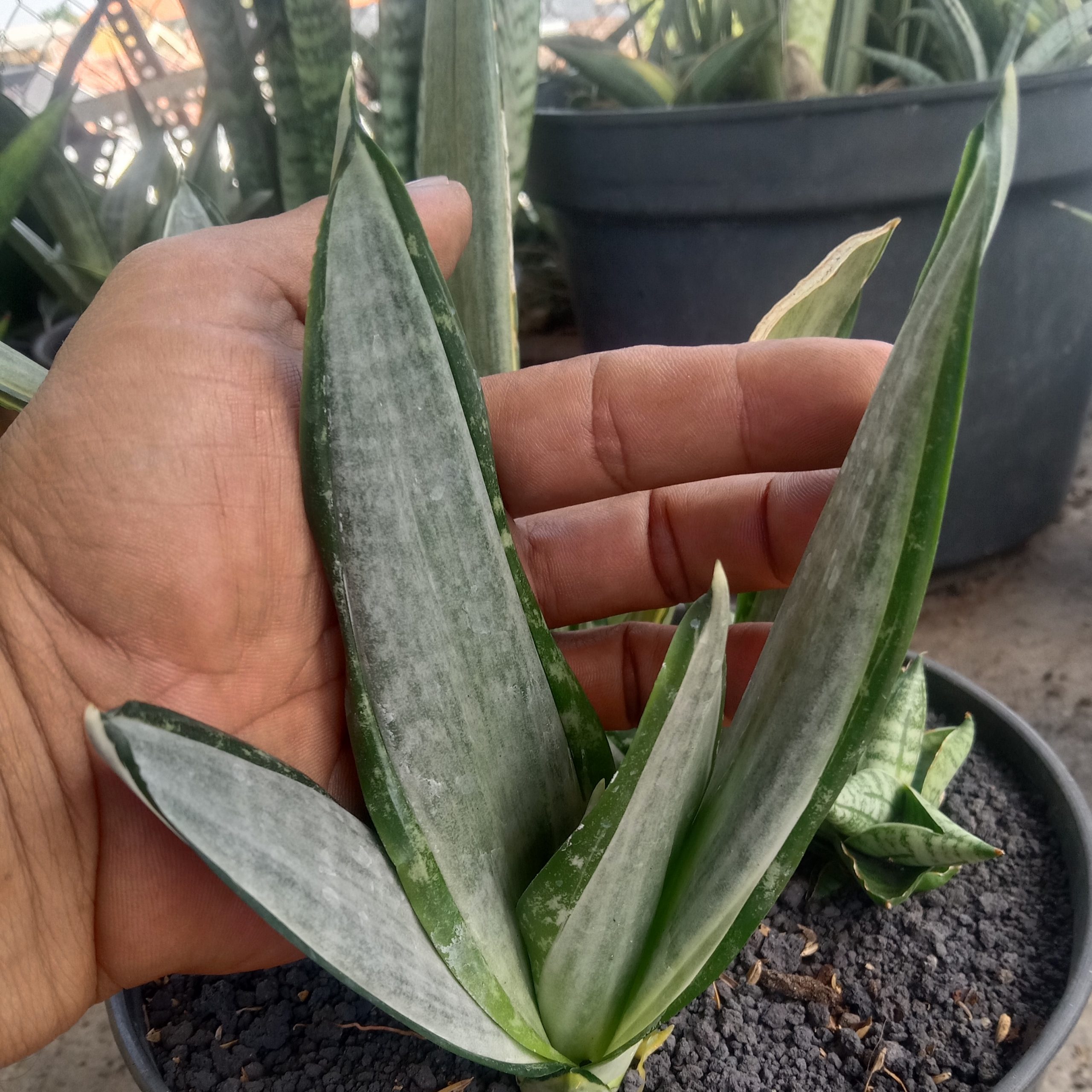 2452. Sanseveria Morgenstern
