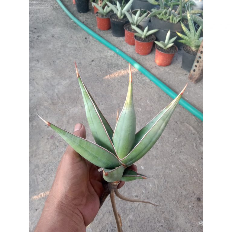 2454. Sanseveria Pinguin Distica