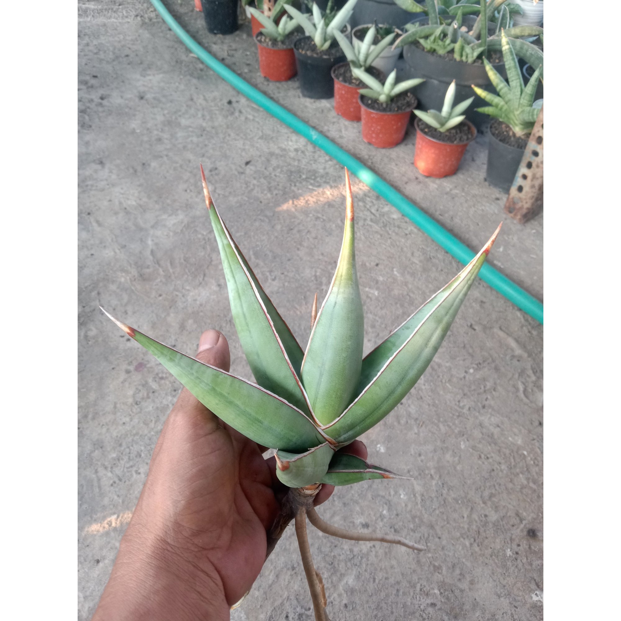 2454. Sanseveria Pinguin Distica