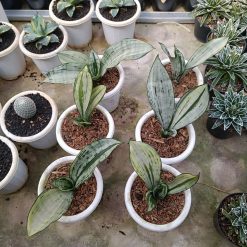2457. Sansevieria Brazilian Black Silver Variegated size 20 cm