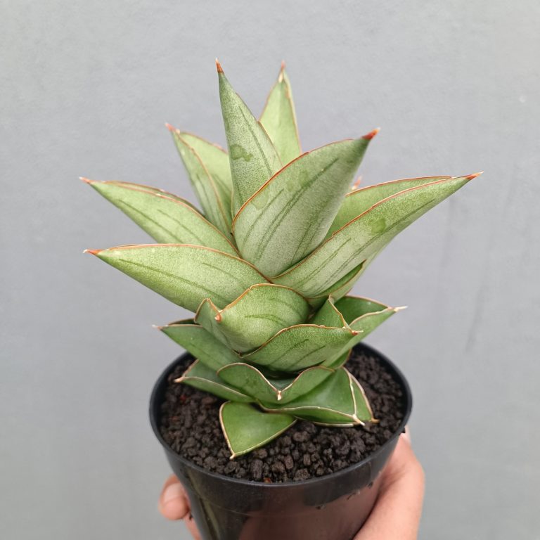 2460. Sansevieria Maryam size 15 cm