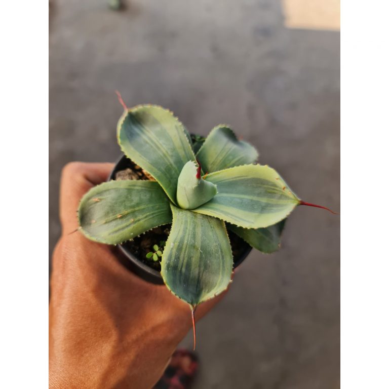 2467. Agabe Paryii Var Truncata