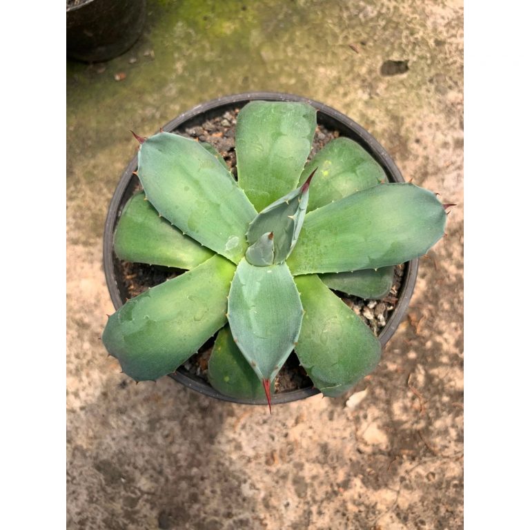 2606. Agave Applanata Green