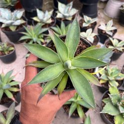 2565. Agave Blue Glow Green On Green - Image 2