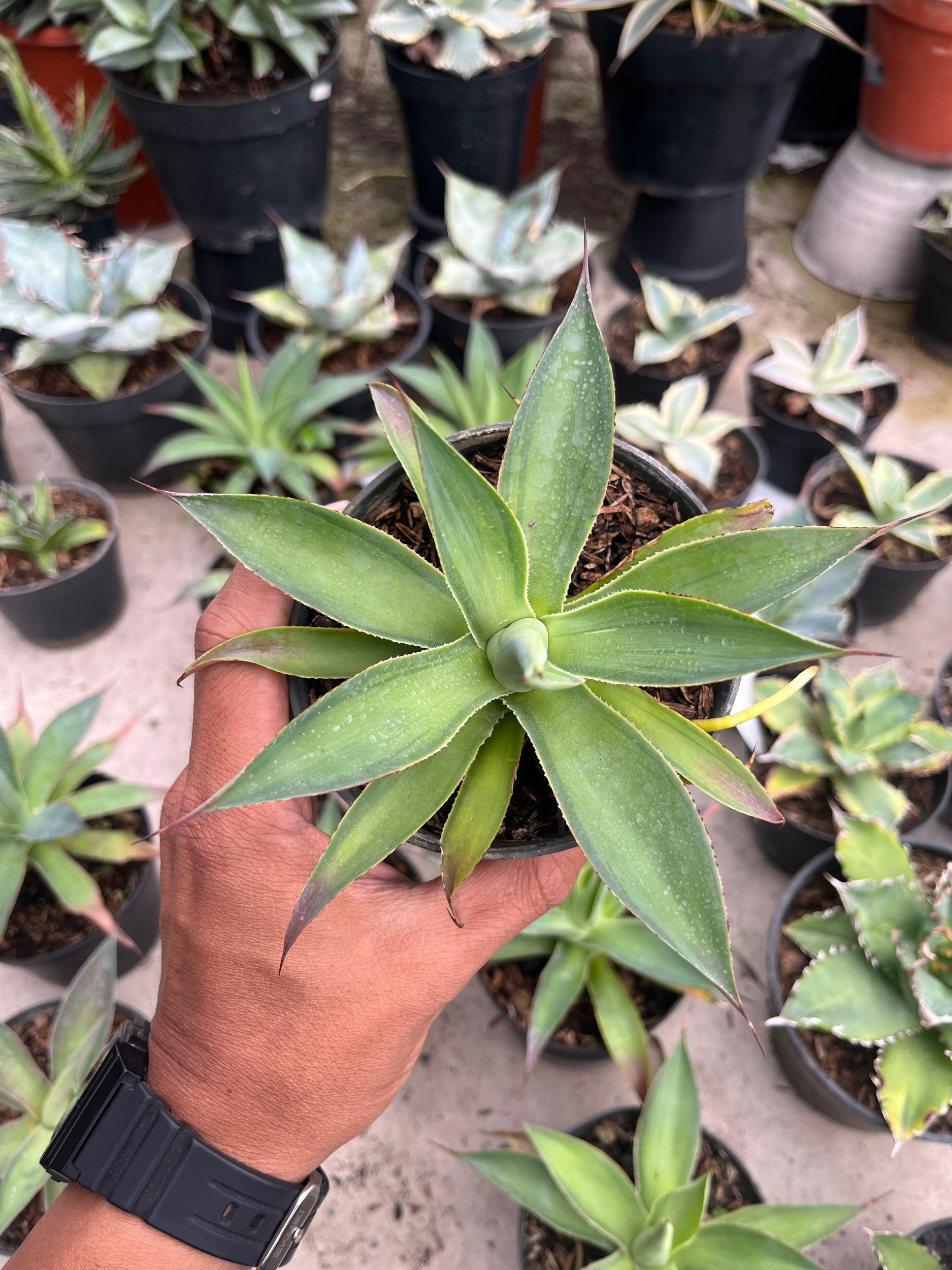 2565. Agave Blue Glow Green On Green - Image 2