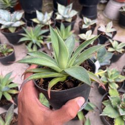 2565. Agave Blue Glow Green On Green - Image 3