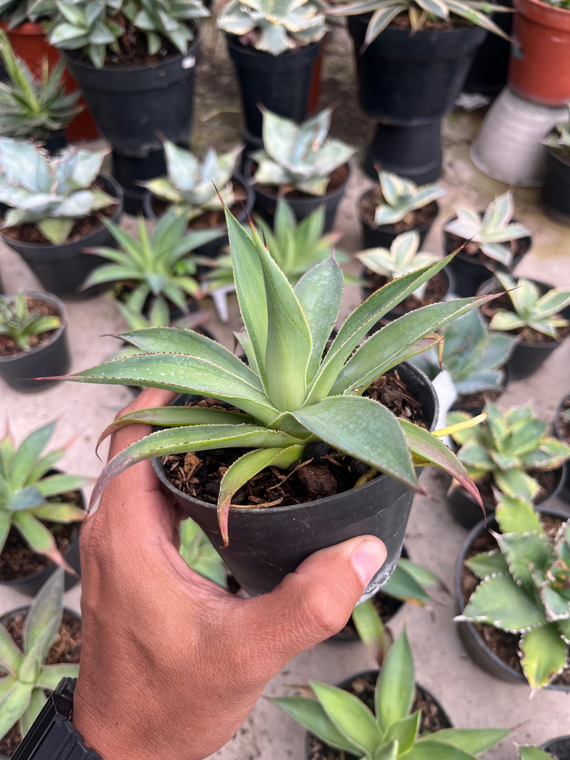 2565. Agave Blue Glow Green On Green - Image 3