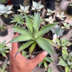 2565. Agave Blue Glow Green On Green - Image 4