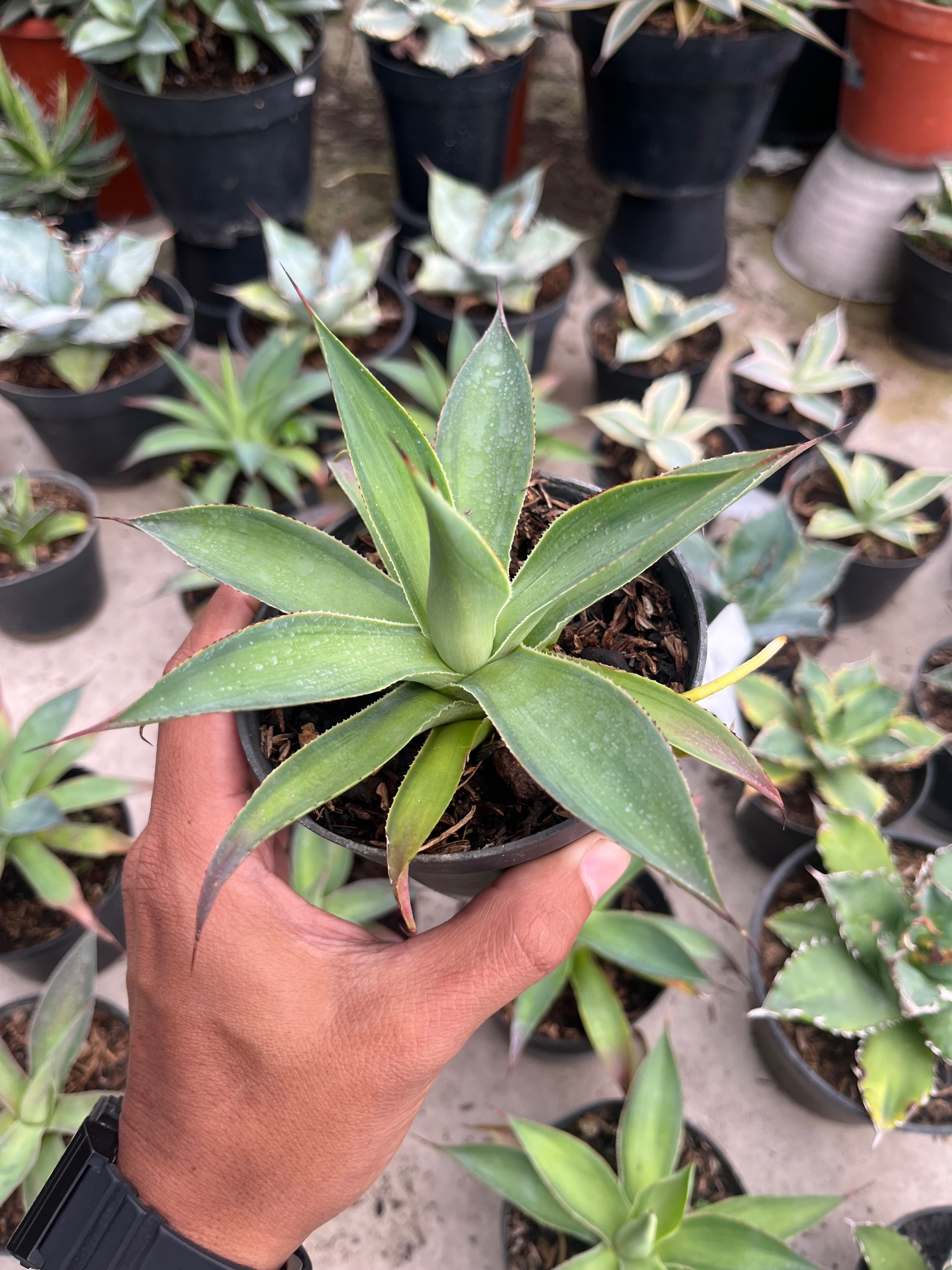2565. Agave Blue Glow Green On Green - Image 4