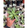 2565. Agave Blue Glow Green On Green