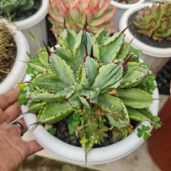 2494. Agave Cubic Marginata Big Size - Image 2