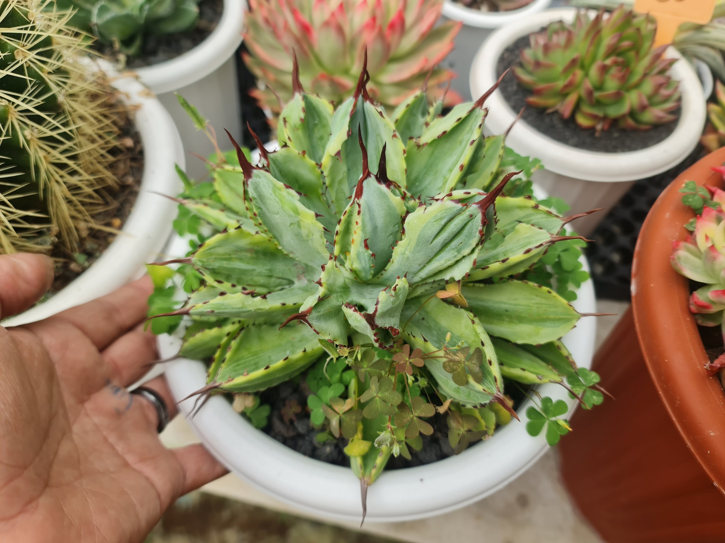 2494. Agave Cubic Marginata Big Size - Image 2