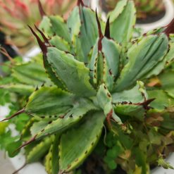 2494. Agave Cubic Marginata Big Size - Image 3