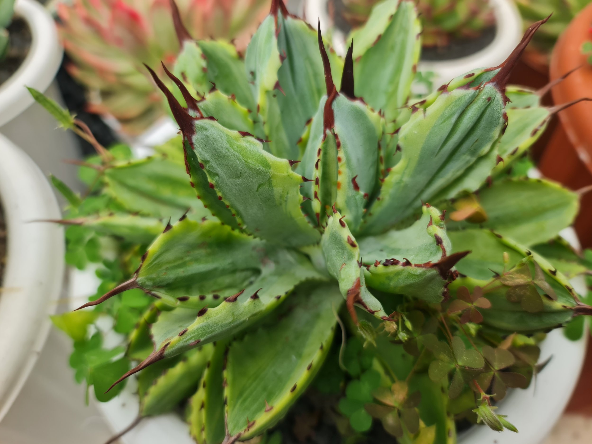 2494. Agave Cubic Marginata Big Size - Image 3