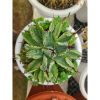 2494. Agave Cubic Marginata Big Size