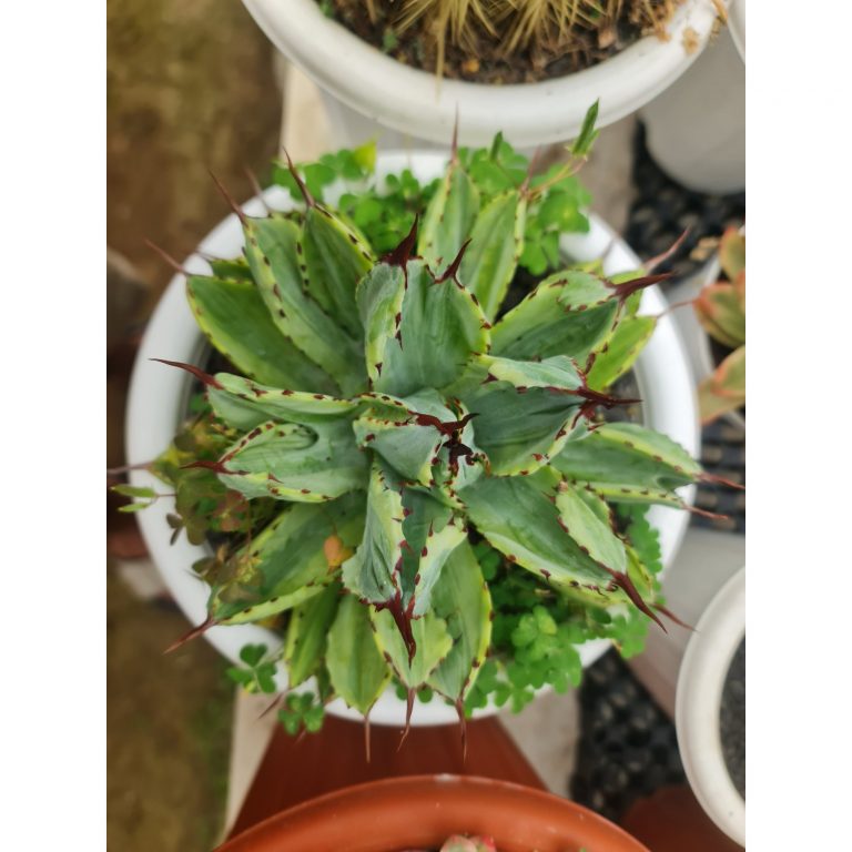 2494. Agave Cubic Marginata Big Size