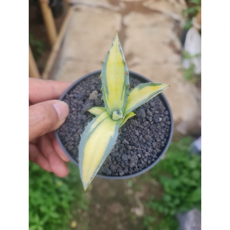 2505. Agave Ferox Mediopicta