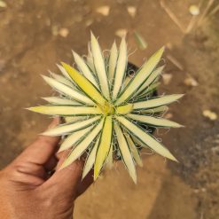 2532. Agave Filifera Mediopicta Medium Size - Image 2