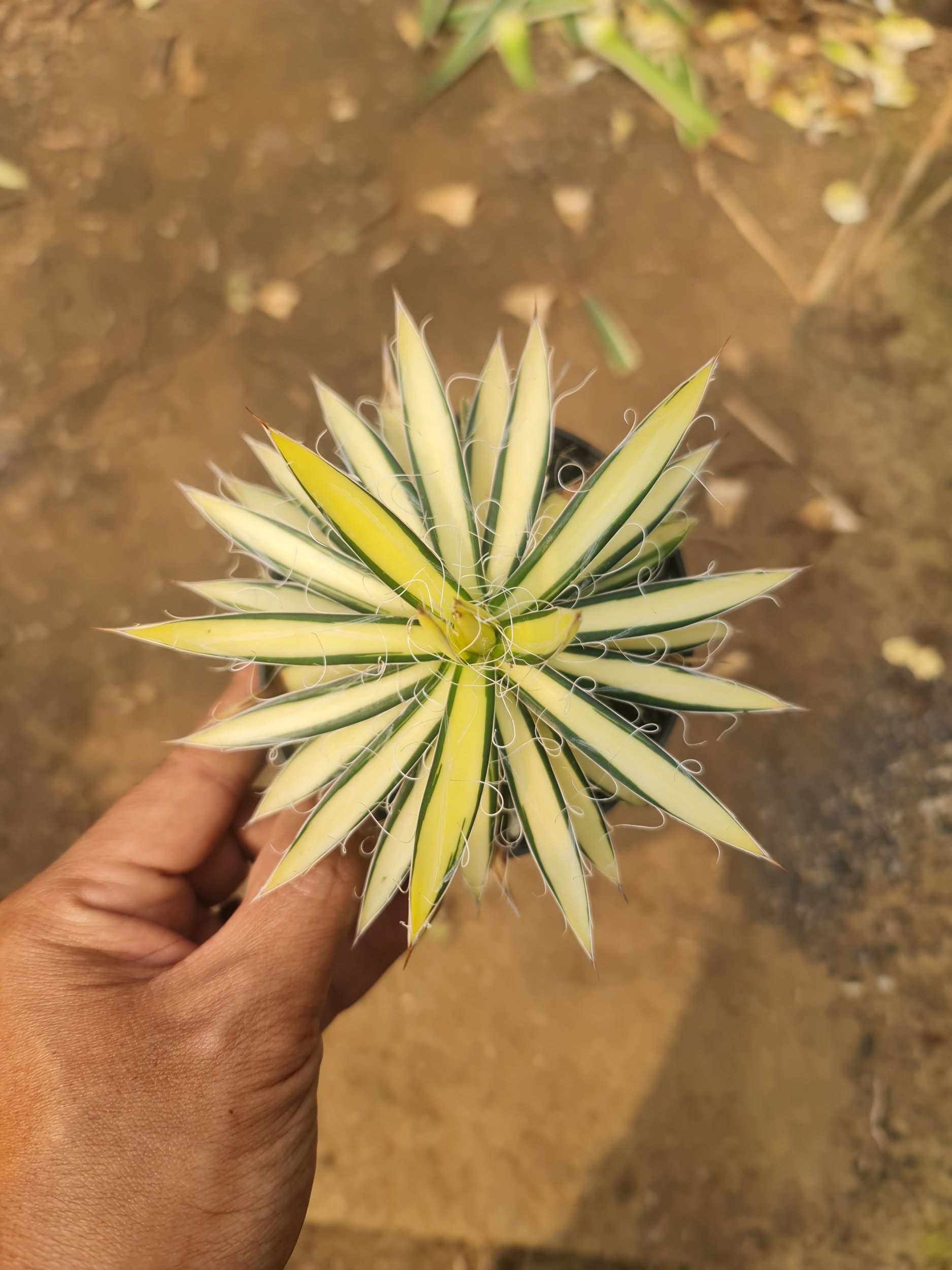 2532. Agave Filifera Mediopicta Medium Size - Image 2