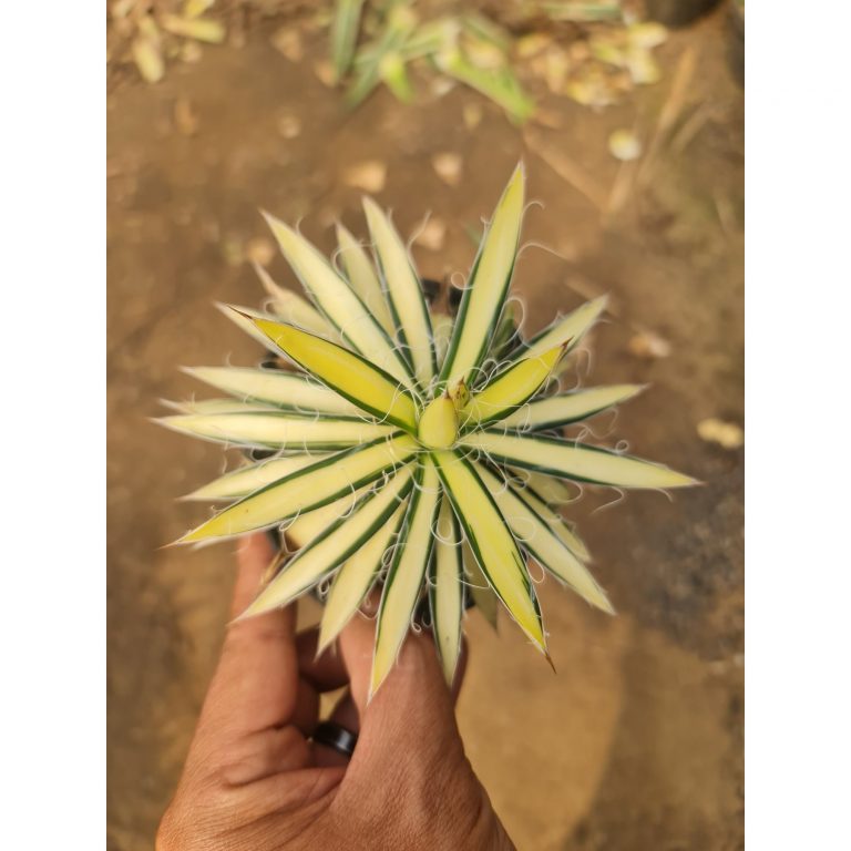 2532. Agave Filifera Mediopicta Medium Size