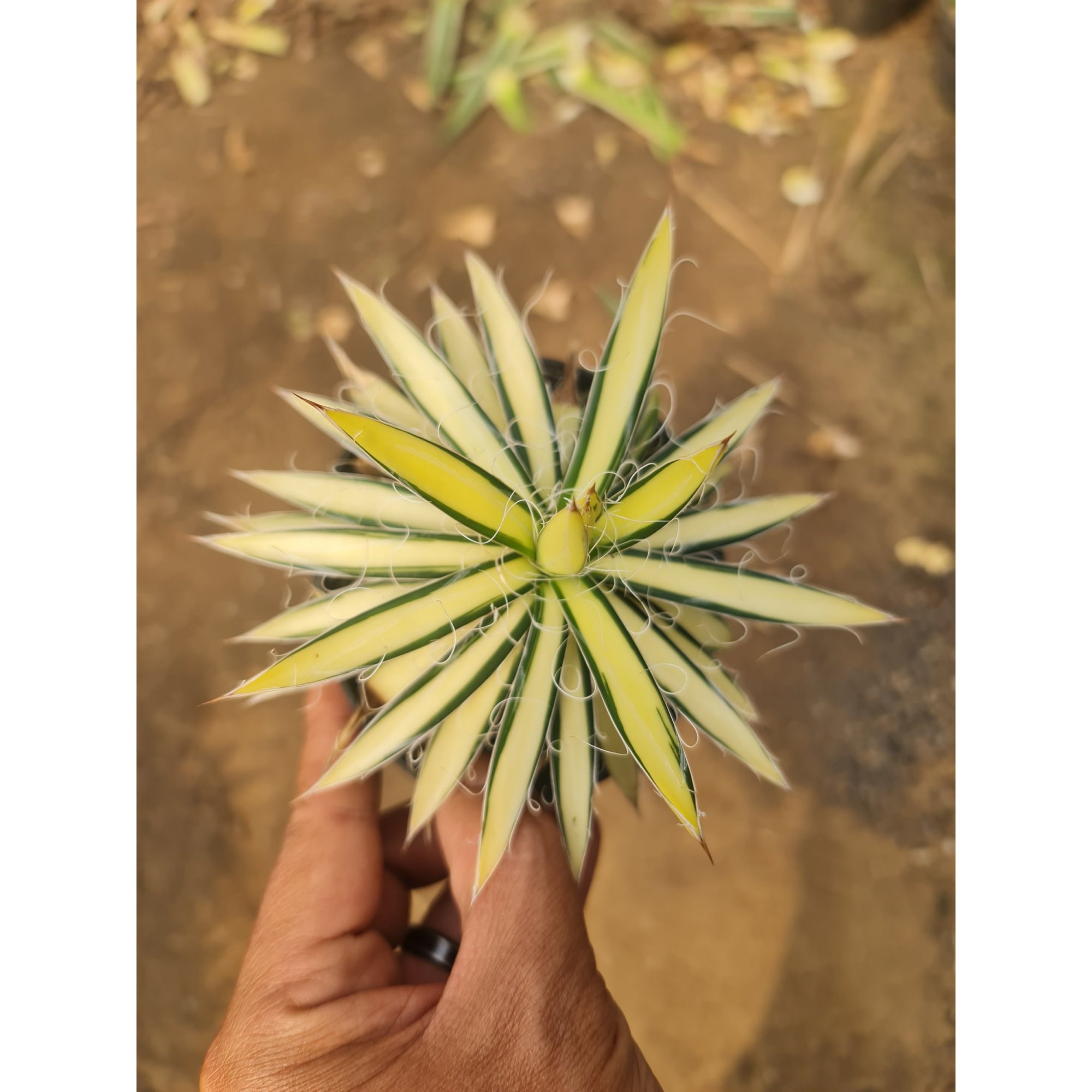 2532. Agave Filifera Mediopicta Medium Size