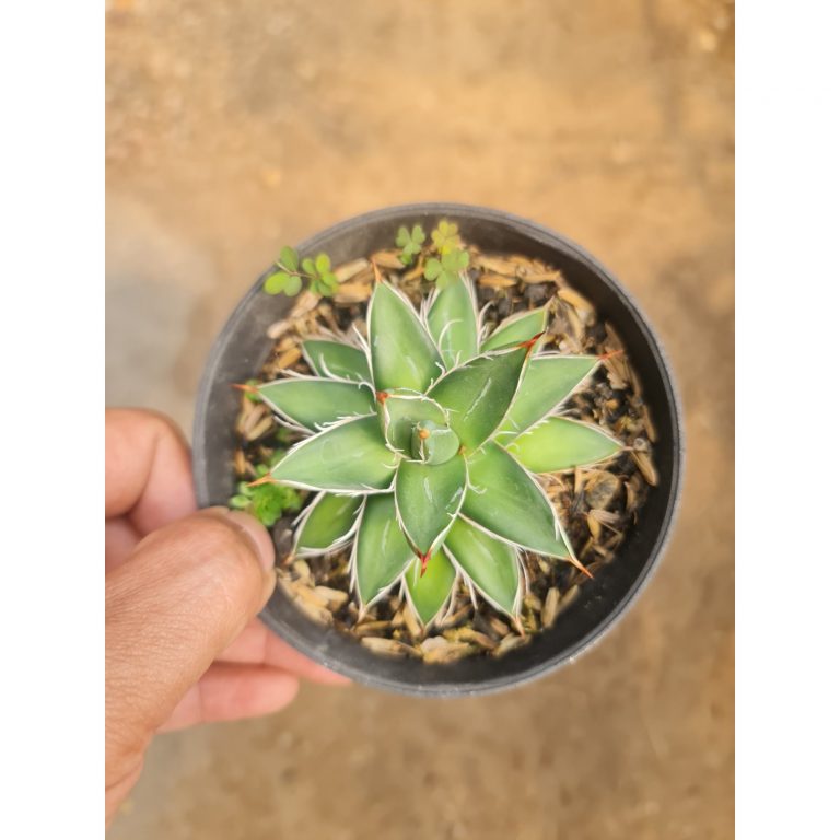2531. Agave Filifera Pinky