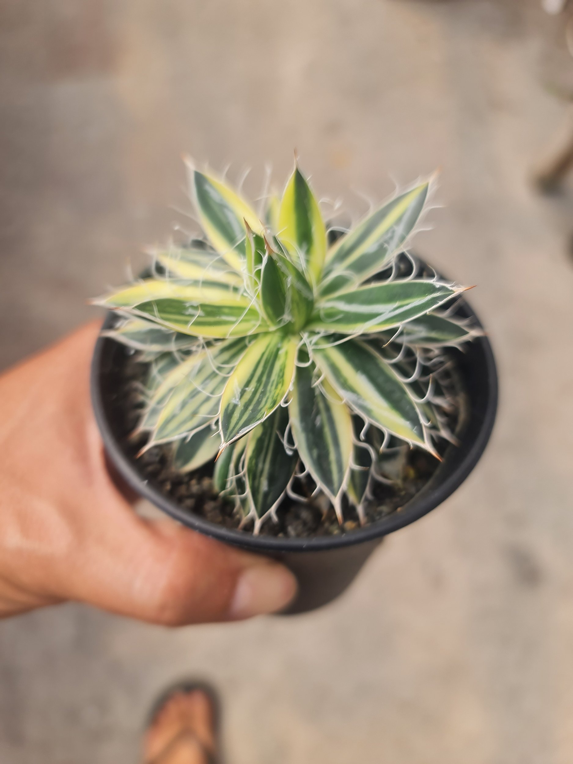 2530. Agave Filifera Striata - Image 2