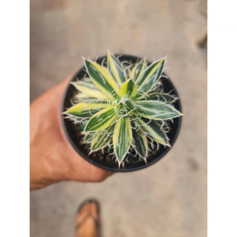 2530. Agave Filifera Striata