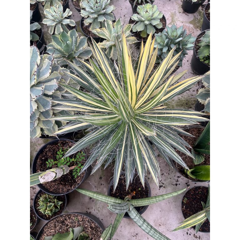 2572. Agave Filifera Variegated Size 40cm