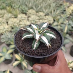 2512. Agave Fo 076 White Varigated - Image 2