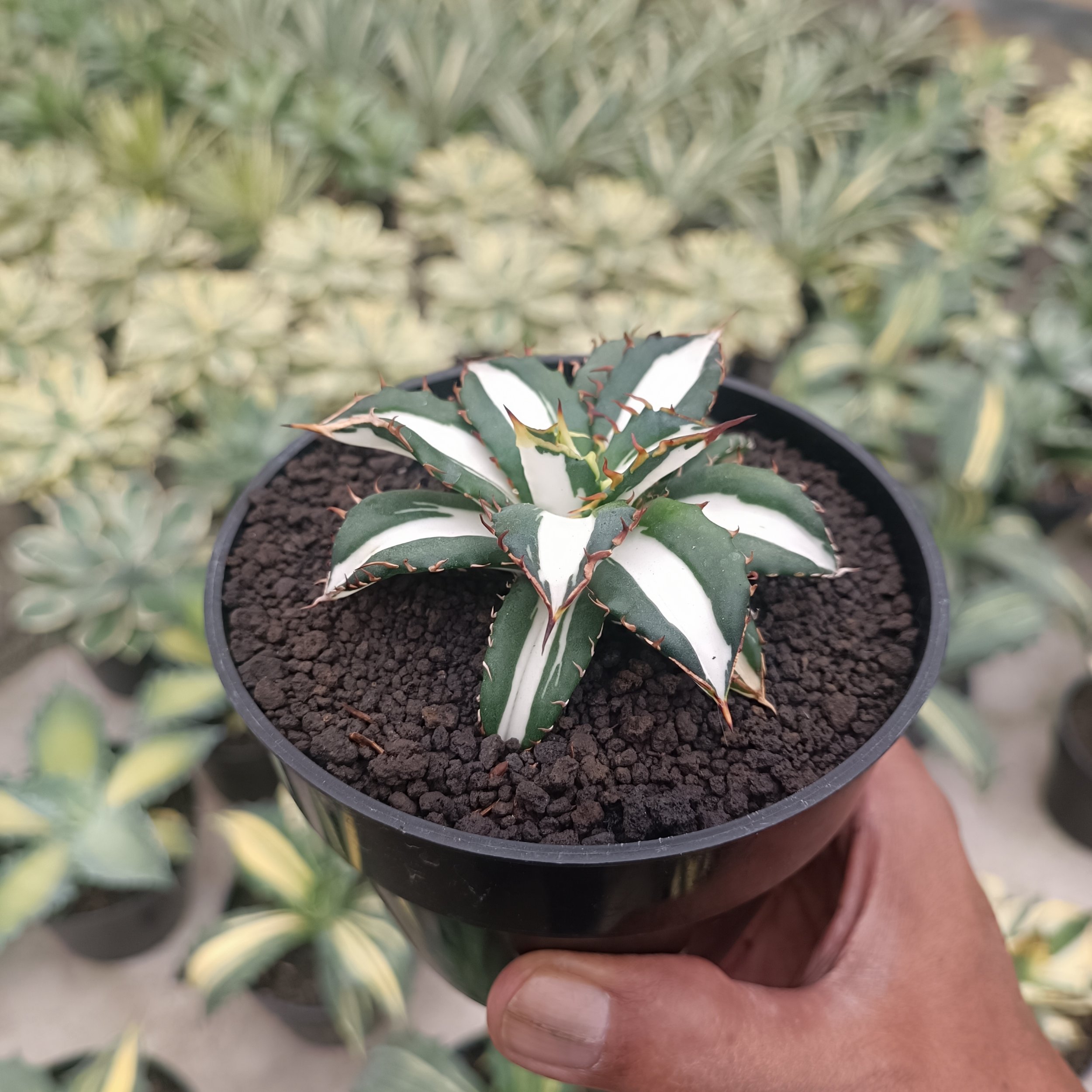 2512. Agave Fo 076 White Varigated - Image 2