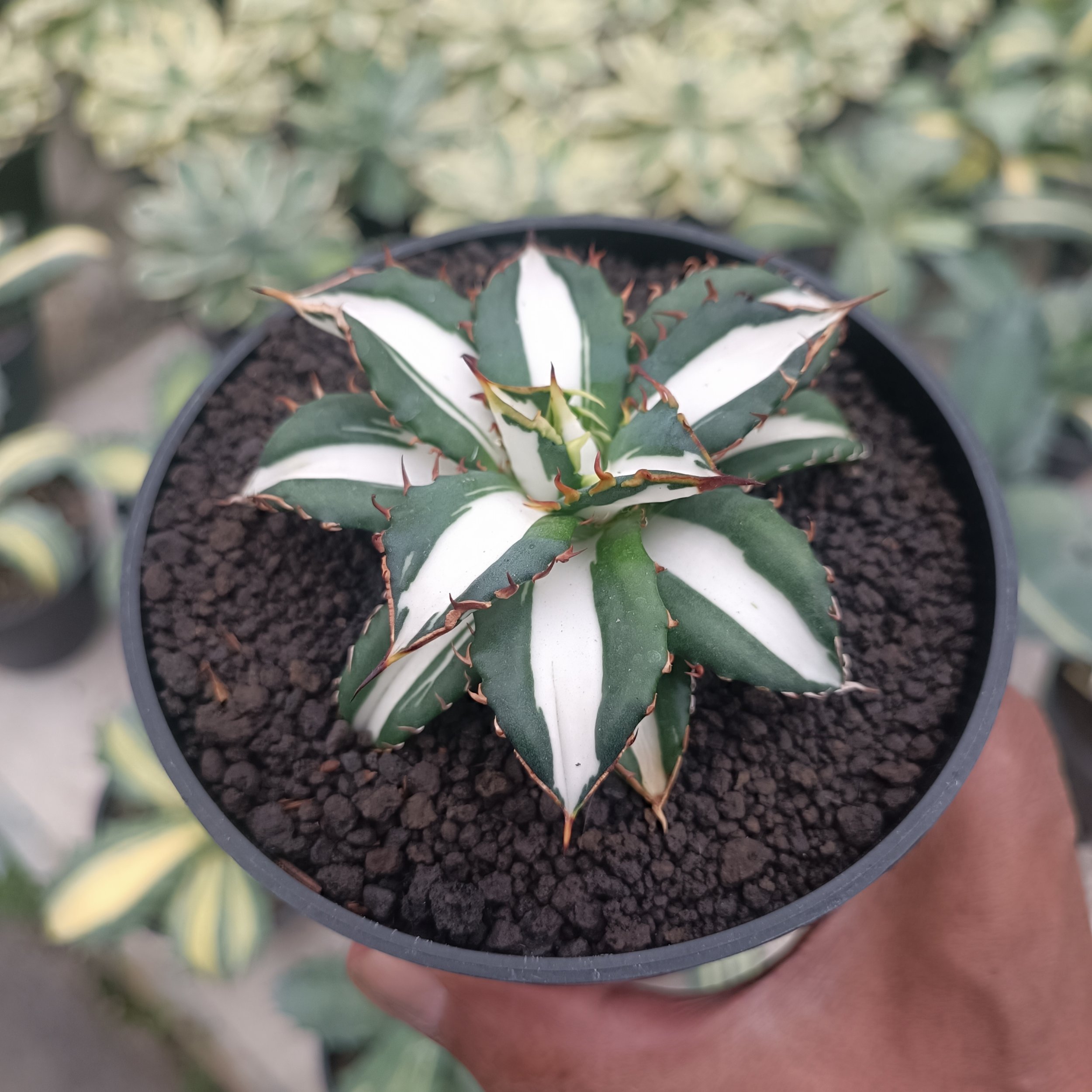 2512. Agave Fo 076 White Varigated - Image 3