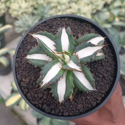 2512. Agave Fo 076 White Varigated - Image 4
