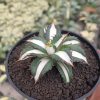2512. Agave Fo 076 White Varigated