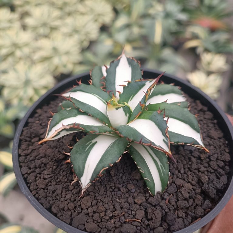 2512. Agave Fo 076 White Varigated