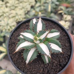 2512. Agave Fo 076 White Varigated - Image 5