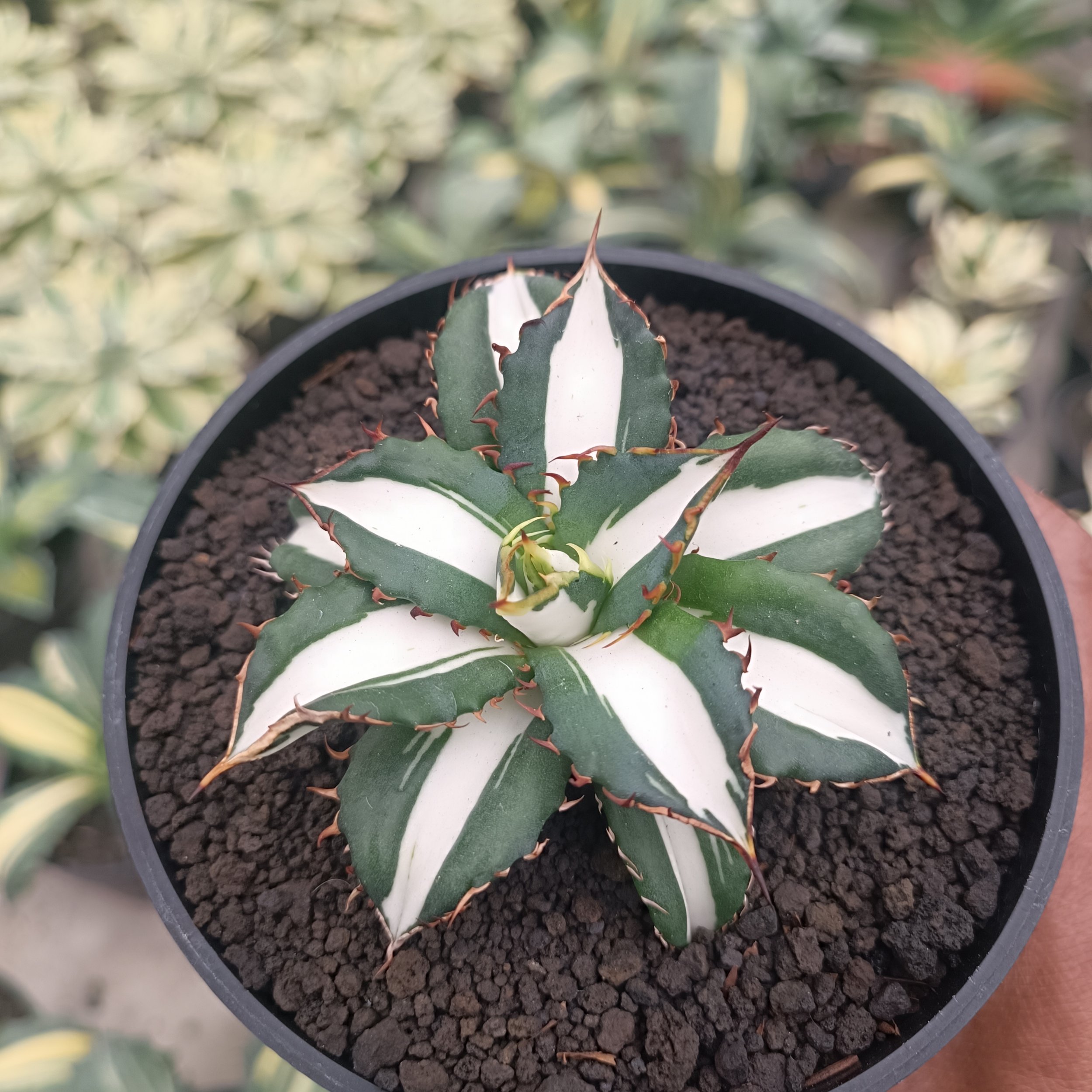 2512. Agave Fo 076 White Varigated - Image 5