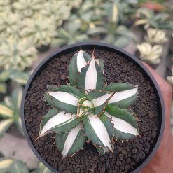 2512. Agave Fo 076 White Varigated - Image 6