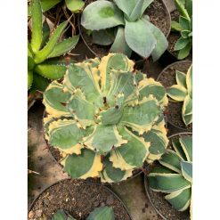 2597. Agave Isthmensis Kabutogami