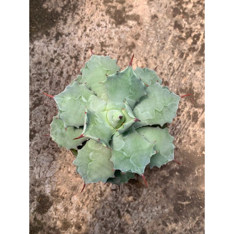 2607. Agave Isthmensis X Blue Angel