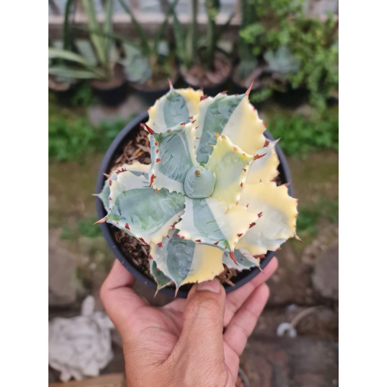 2507. Agave Kabutogani Sectoral Variegated