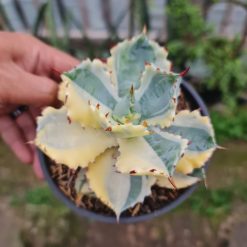 2507. Agave Kabutogani Sectoral Variegated - Image 2