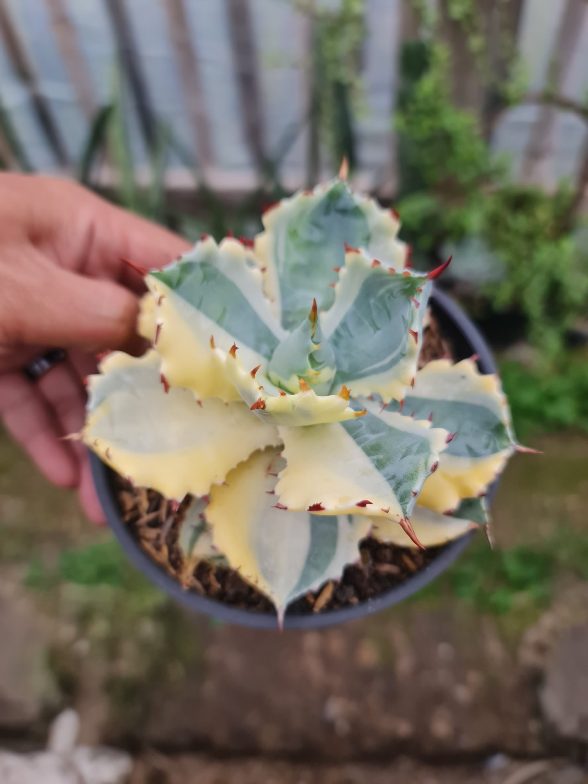 2507. Agave Kabutogani Sectoral Variegated - Image 2