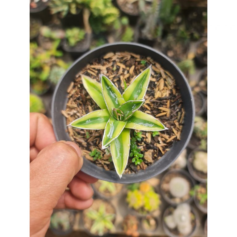2533. Agave Kizan